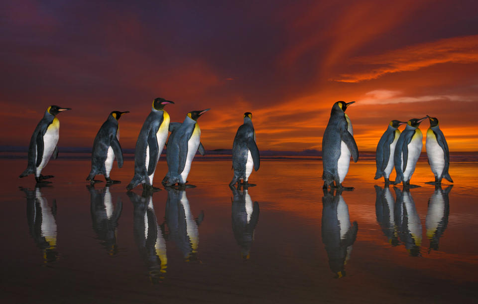 Breathtaking shots of king penguins marching in golden sunrise