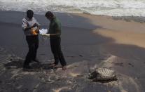 Sri Lankan wild life workers prepare to remove decomposed remains of a turtle lies on a beach polluted following the sinking of a container ship that caught fire while transporting chemicals off Kapungoda, outskirts of Colombo, Sri Lanka, Monday, June 21, 2021. X-Press Pearl, a Singapore-flagged ship sank off on Thursday a month after catching fire, raising concerns about a possible environmental disaster. (AP Photo/Eranga Jayawardena)