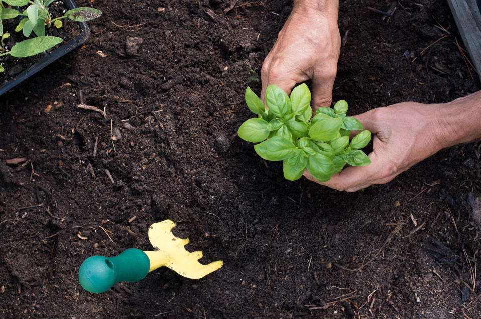 Top view of close up hands of a man planting basil. High angle view of hands of a senior man working in the garden with plant and gardening tools.