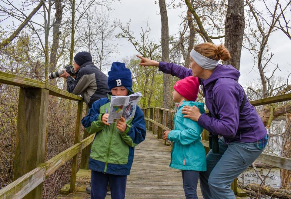 From left, Eric, Bennett, Elise and Karlee Braun of Spencer spot a Blue-gray Gnatcatcher on the Magee Marsh boardwalk on Sunday. The boardwalk will be packed birders during the Biggest Week in American Birding, May 5 to May 14.