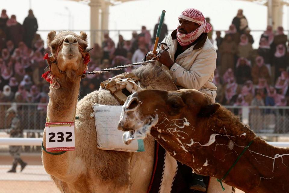 Rules: camels with 'drugs in lips, shaved, dyed in any parts of the body, or with changes from natural form are not allowed' (REUTERS)