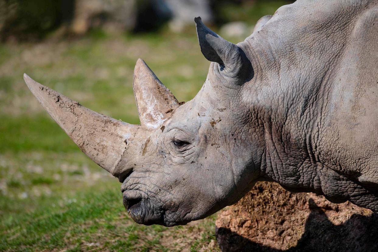 A handout photograph realesed by the zoo "Parco Natura Viva", on October 12, 2021 shows Toby, the world's oldest white rhino, in its enclosure at the at the zoo in Bussolengo, near Verona, in northern Italy, on April 18, 2019.