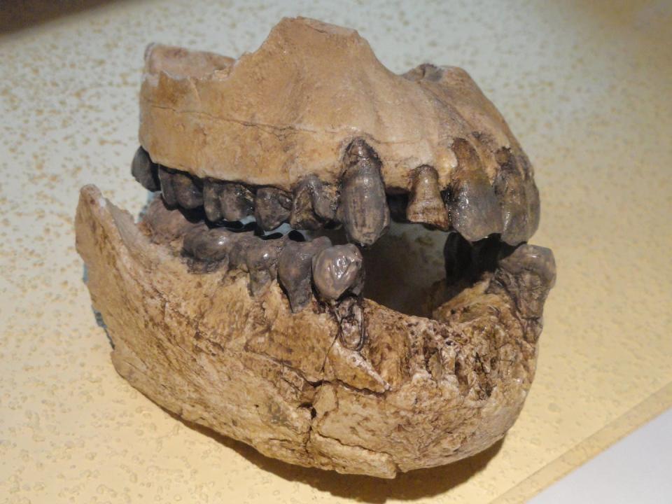 A fossilized jaw from the extinct human ancestor, <em>Australopithecus afarensis</em>, also known as Lucy’s species. <a href="https://commons.wikimedia.org/wiki/File:Australopithecus_afarensis_jaw_-_Fossils_in_the_Arppeanum_-_DSC05509.JPG" rel="nofollow noopener" target="_blank" data-ylk="slk:Daderot/Wikimedia Commons;elm:context_link;itc:0;sec:content-canvas" class="link ">Daderot/Wikimedia Commons</a>, <a href="http://creativecommons.org/licenses/by/4.0/" rel="nofollow noopener" target="_blank" data-ylk="slk:CC BY;elm:context_link;itc:0;sec:content-canvas" class="link ">CC BY</a>