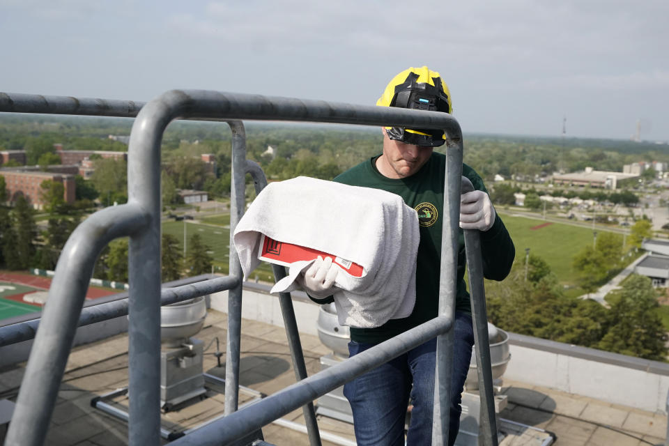 Department of Natural Resources wildlife biologist Chad Fedewa climbs a ladder to return four peregrine chicks, Wednesday, May 24, 2023, in East Lansing, Mich. Fedewa banded four peregrine falcon chicks that live in a nest situated on the top of Spartan Stadium, home of Michigan State University's football team. (AP Photo/Carlos Osorio)