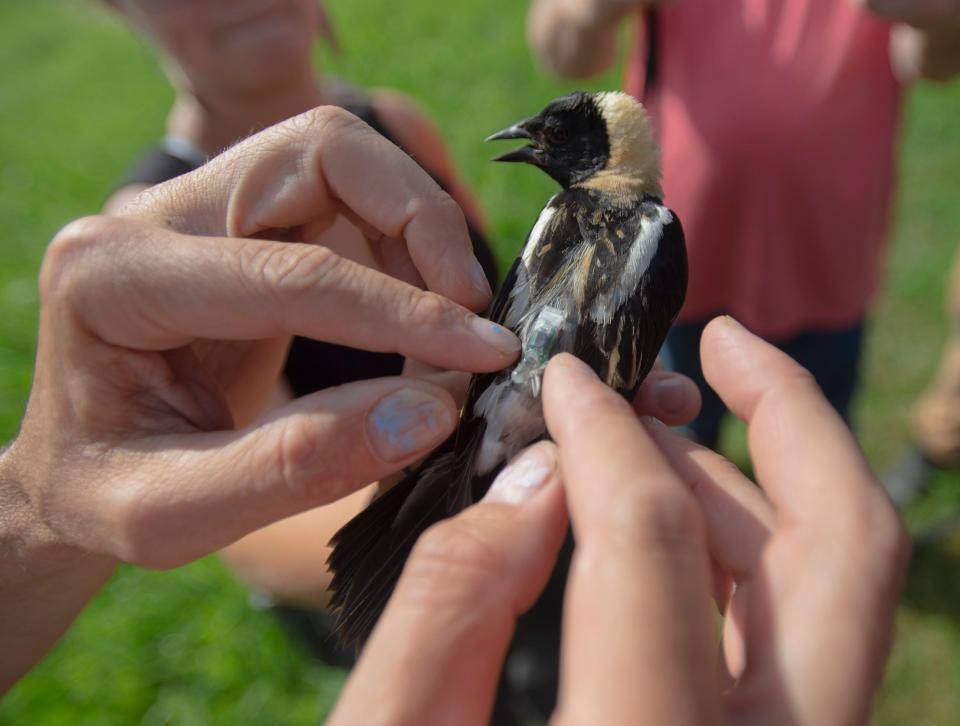 In 2019, Noah Perlut shows off a male Bobolink who is equipped with a solar powered geo-locator. The researchers track the journeys of these birds from Vermont to Argentina and then back again.