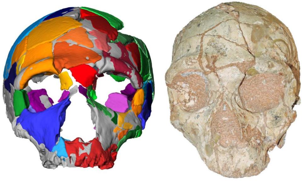 A computer model (left) and reconstruction (right) of one of two skulls found in a cave in Greece, the earliest modern human remains found outside Africa.