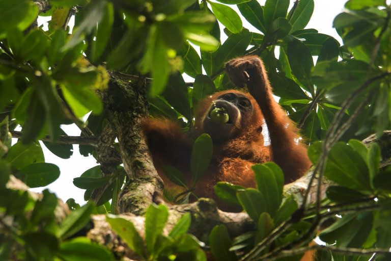 La Malaisie a l'intention d'offrir des orangs-outans aux pays acheteurs d'huile de palme, lançant ainsi une initiative rappelant "la diplomatie du panda" de la Chine (CHAIDEER MAHYUDDIN)