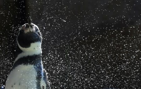 A Humbolt penguin shakes its head during the annual weigh-in at London Zoo, London