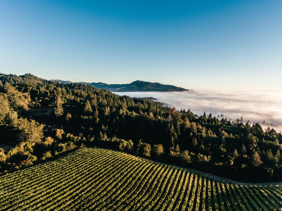 Mt. Brave Wines crafts its wines from grapes grown in the rich soil of Mount Veeder in California's Napa Valley.