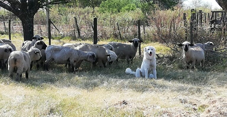 Raptor, el perro que en una noche helada en medio del campo se quedó a cuidar un corderito recién nacido