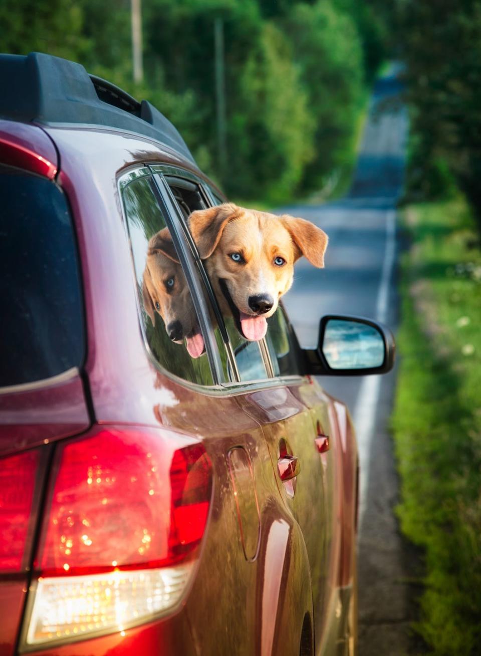 Leaving your dog in a hot car.