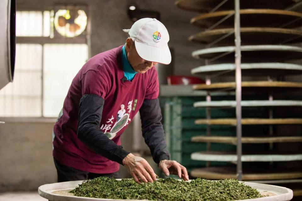 《圖說》三峽綠茶季將由國寶大師黃文雄帶領民眾體驗揉茶。〈農業局提供〉