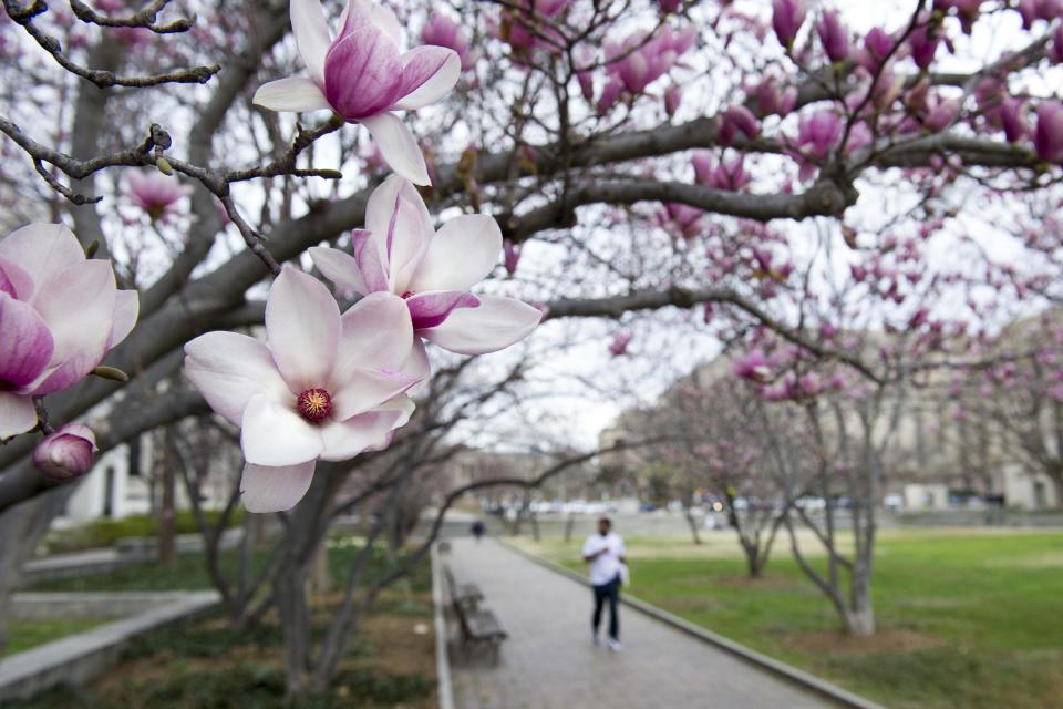 Tulip Magnolia trees bloom in Washington, Tuesday, Feb. 28, 2017. Crocuses, cherry trees, magnolia trees are blooming several weeks early because of an unusually warm February. Some climate experts say it looks like, because of an assist from global warming, spring has sprung what may be record early this year in about half the nation. (AP Photo/Cliff Owen)