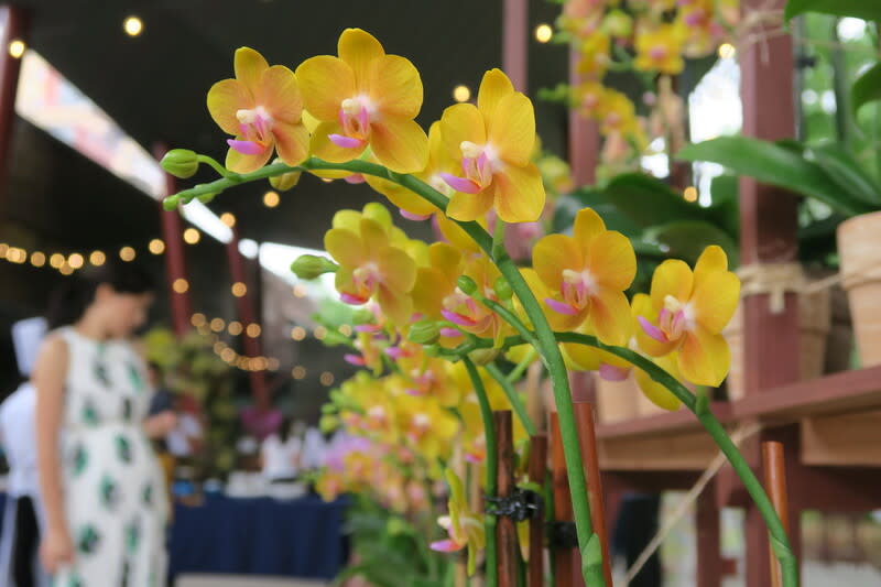 紐約台灣蘭花展  設計團隊打造花卉隧道 紐約皇后區植物園「台灣：蘭花世界」特展歡慶10週 年，10日開幕活動呈現設計團隊用450盆蘭花打造的 花卉隧道。 中央社記者尹俊傑紐約攝  112年8月11日 