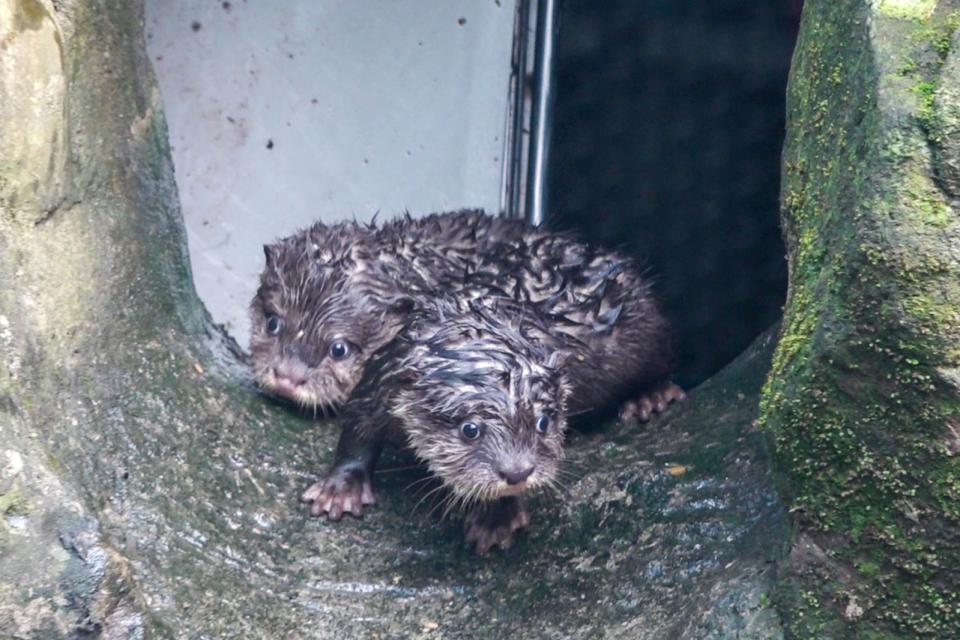 水獺寶寶們到戶外探索，對一切事物感到好奇。北市動物園提供