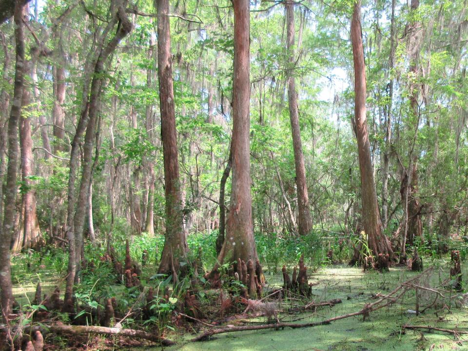 swamp