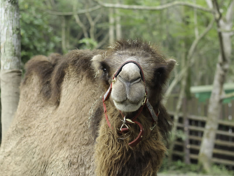 台北市立動物園11日才透露雙峰駱駝「煙雨」健康狀況亮紅燈，12日「煙雨」已無力自行站立，在獸醫及保育員陪伴下靜靜離世，不再承受腎衰竭病痛折磨。（圖／台北市立動物園提供）