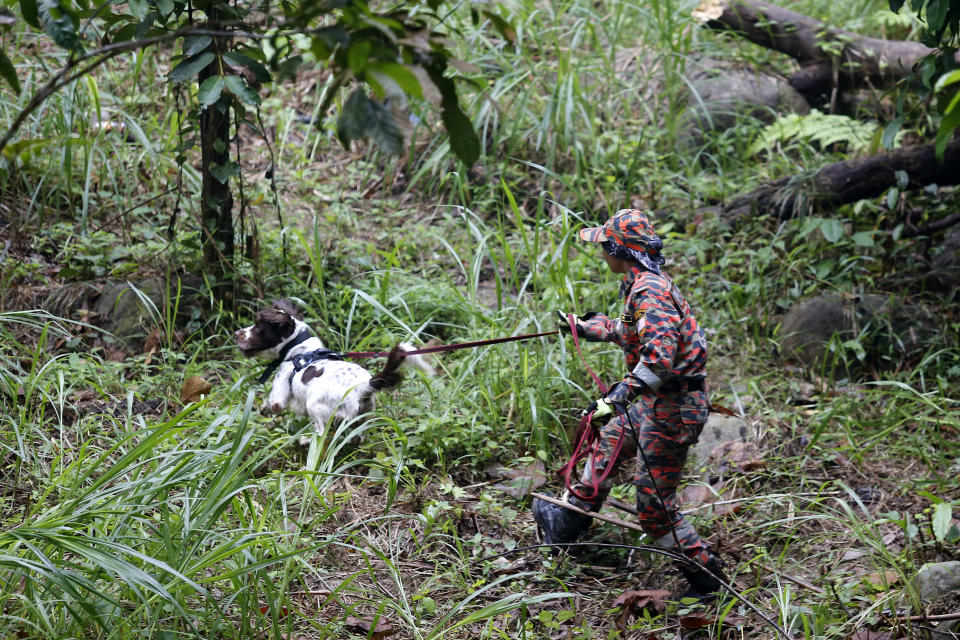 A member of a rescue team uses a sniffer dog to conduct a search and rescue operation for a missing British girl Nora Anne Quoirin, at a forest in Seremban, Negeri Sembilan, Malaysia, Saturday, Aug. 10, 2019. The parents of the 15-year-old London girl who disappeared from a Malaysian resort a week ago say she isn't independent and has difficulty walking, in new details to support their conviction that she was abducted. (AP Photo/Lai Seng Sin)