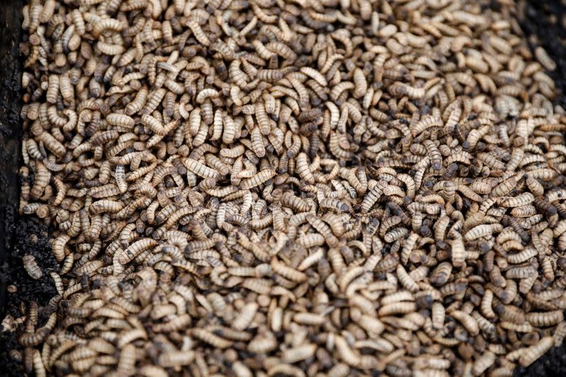 The larvae of black soldier flies are seen in the InsectiPro farm in Red Hill, Kiambu County