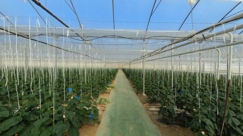 Greenhouses are transforming the arid south of Spain into an agricultural powerhouse.  / Credit: CBS News