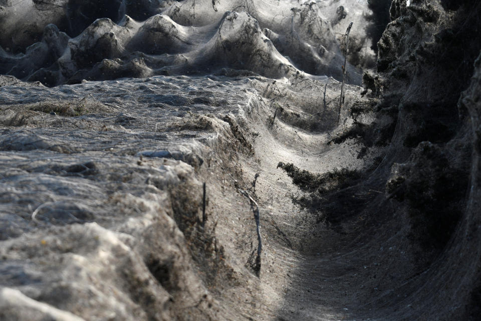 Spider webs overlaying shrubs at Lake Vistonida. (Photo: Alexandros Avramidis / Reuters)