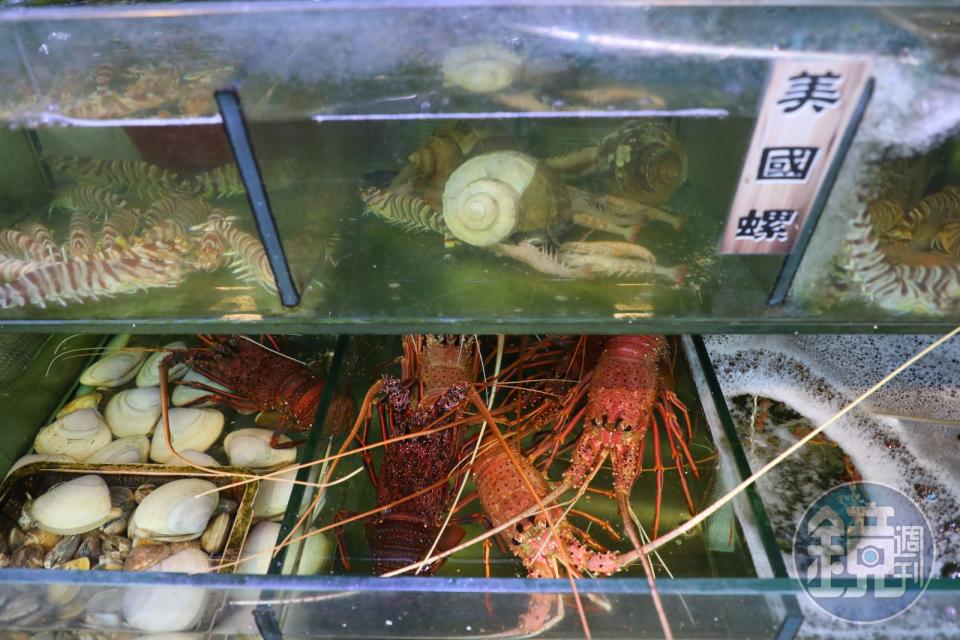 厚福館還有各種龍蝦、明蝦及螺貝類，新鮮度肉眼可見。