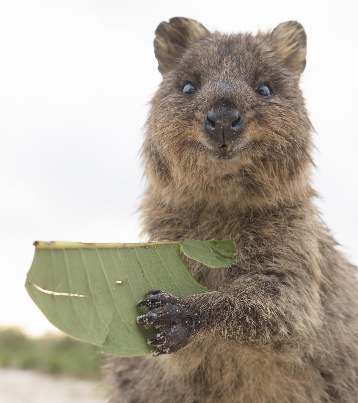 https://www.gettyimages.co.uk/detail/photo/quokka-the-happiest-animal-on-the-planet-rottnest-royalty-free-image/1420856675