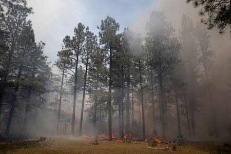 Ground fuels burn during a controlled burn administered by the U.S. Forest Service north of Gallina