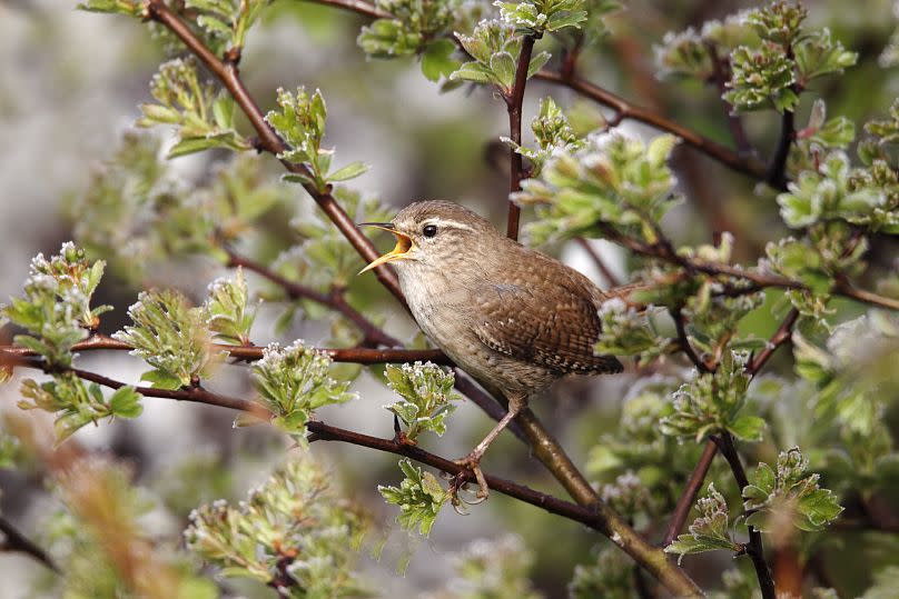 A single wren in full song.