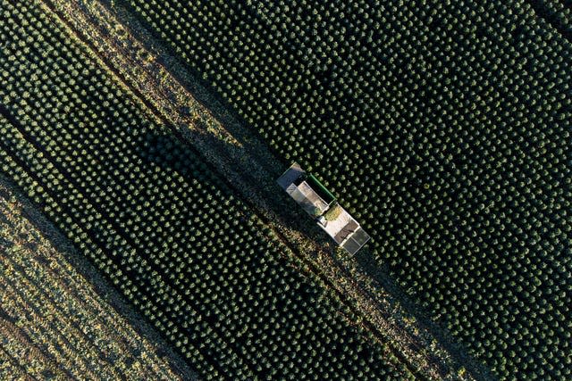 Aerial view of Brussels sprout harvest