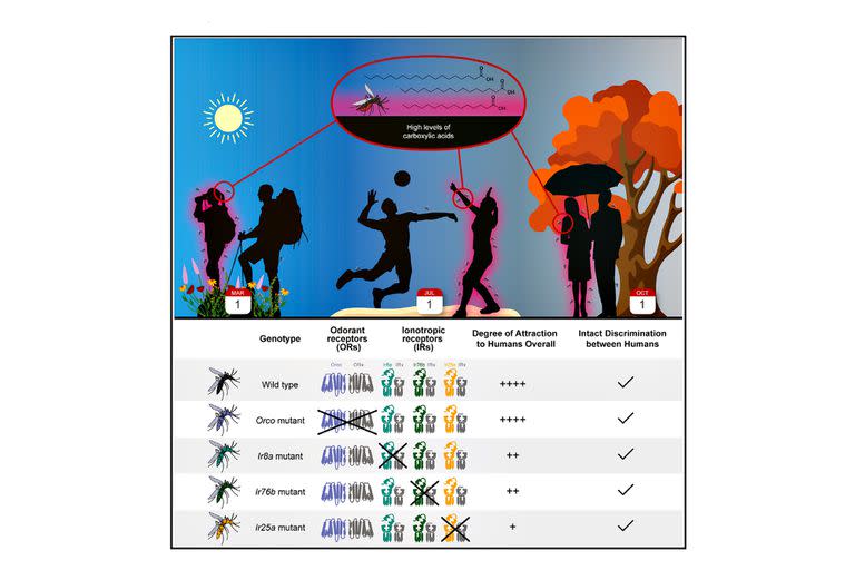 El análisis químico del olor de la piel de humanos que son excepcionalmente atractivos o no atractivos para los mosquitos revela niveles más altos de ácidos carboxílicos en los primeros. Estos compuestos son detectados por los receptores ionotrópicos quimiosensoriales de los mosquitos.