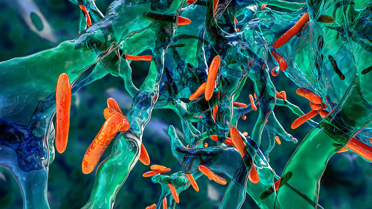  Illustration shows orange, rod-shaped bacterial cells in a greenish-blue film. 