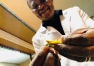 A scientist handles a locust used for research inside a laboratory at the International Centre of Insect Physiology and Ecology (ICIPE) in Nairobi