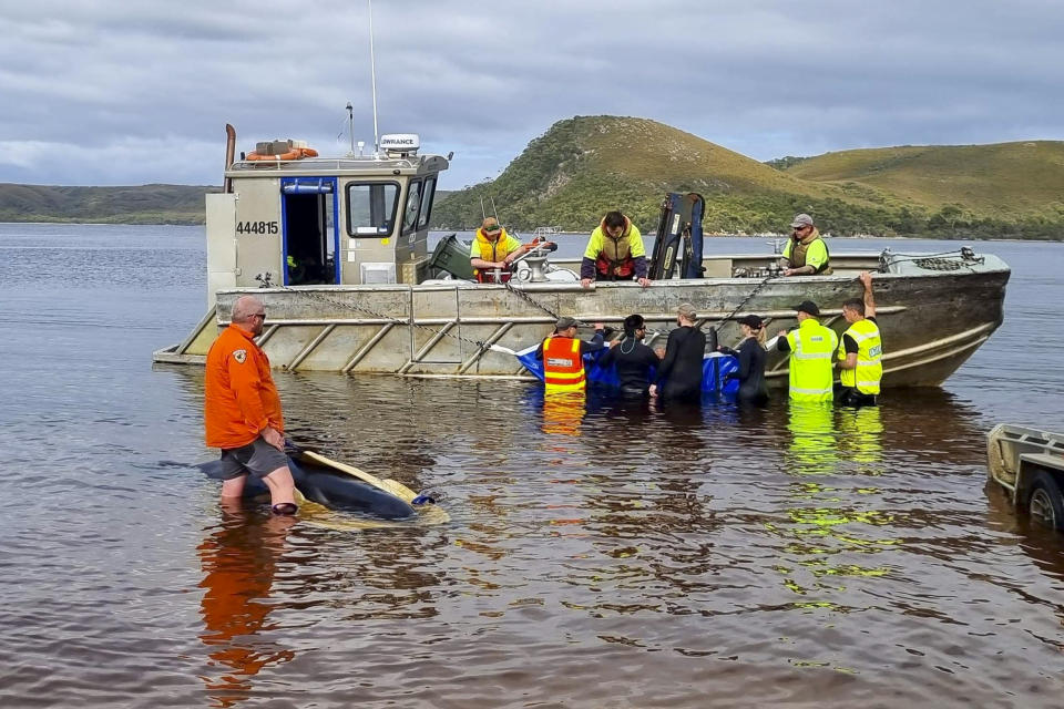 Rescuers attempt to move a stranded whale to open water at Macquarie Harbour on the west coast of Tasmania of Australia, Thursday, Sept. 22, 2022. A day after 230 whales were found stranded on the wild and remote west coast of Australia's island state of Tasmania, only 35 were still alive despite rescue efforts that were to continue Thursday. (Department of Natural Resources and Environment Tasmania via AP)