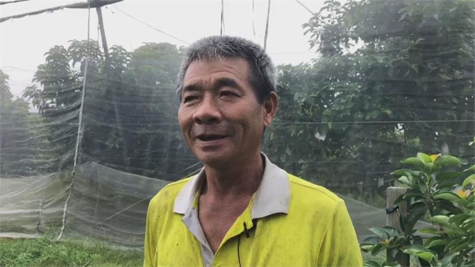 颱風後恐有西南氣流帶來豪雨　台南大內酪梨、麻豆文旦果農急防颱