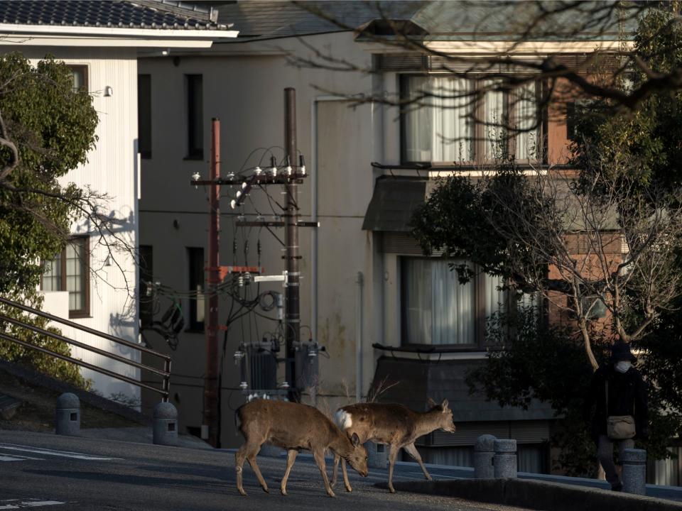 nara japan deer streets coronavirus