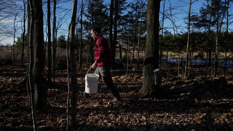 Jeremy Solin walks through his sugarbush as he collects maple sap from trees, Sunday, Feb. 25, 2024, in Deerbrook, Wis. In many parts of Wisconsin and the Midwest this year, the warmest winter on record drove farmers and hobbyists alike to start collecting tree sap for maple syrup a month or more earlier than they normally would. (AP Photo/Joshua A. Bickel)