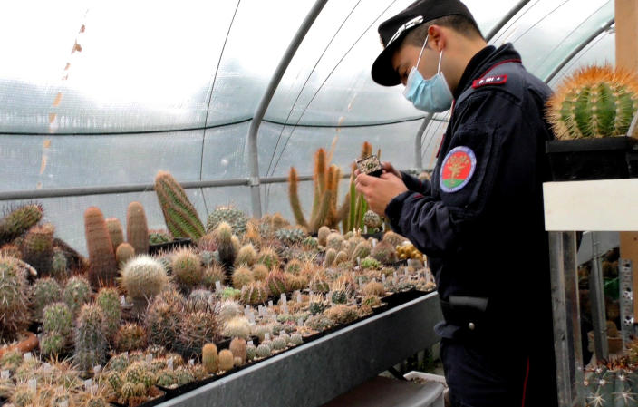 An Italian Carabinieri checks cacti in the greenhouse of a suspected cactus trafficker, in Senigallia, Italy, Thursday, Feb. 6, 2020. A huge cactus bust in Italy in February 2020 resulted in the confiscation of over 1,000 rare cacti. The find became the catalyst for an international effort among cacti experts, police, conservationists and governments to launch the first rare plant return to its native habitat. (Carabinieri via AP)