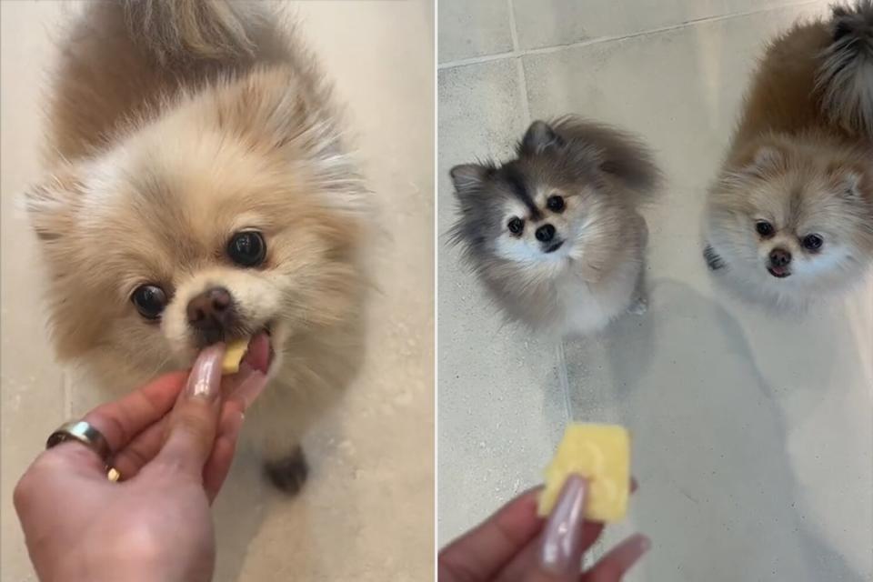 Kraft Singles Is Giving Out 'Cheese Tax Packs' for Dog Owners Inspired