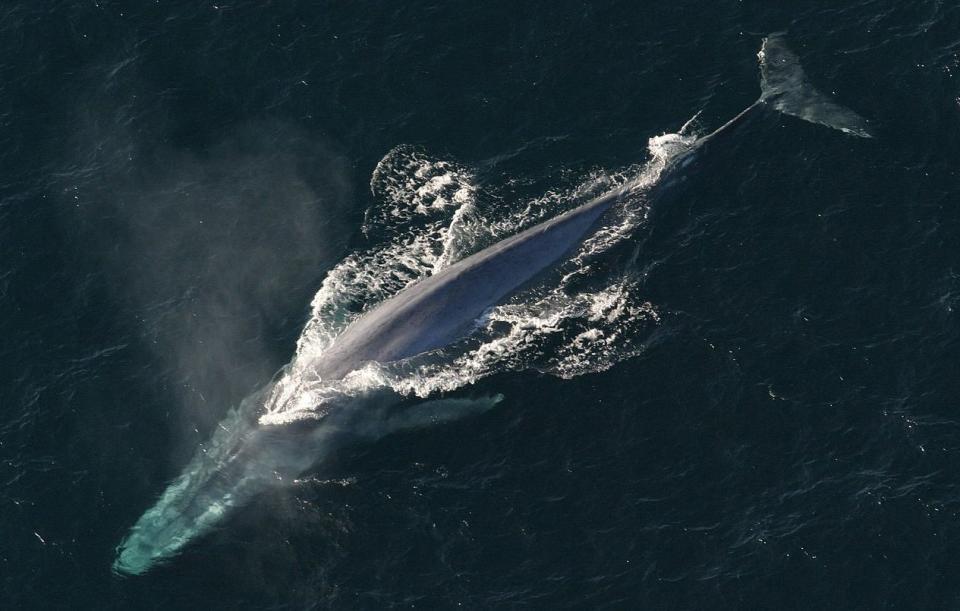 Ballena azul, el animal más grande que ha existido en la historia.