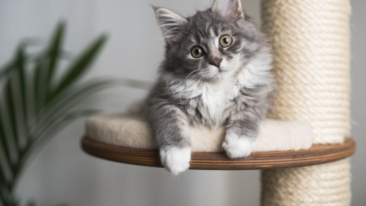 best cat trees