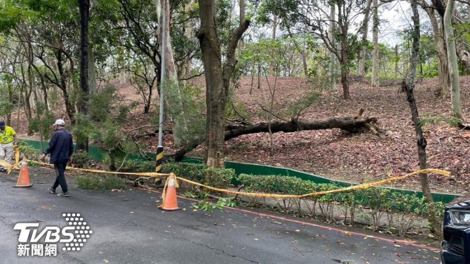 男子在澄清湖園區步道遭倒塌的路樹重壓。（圖／TVBS）