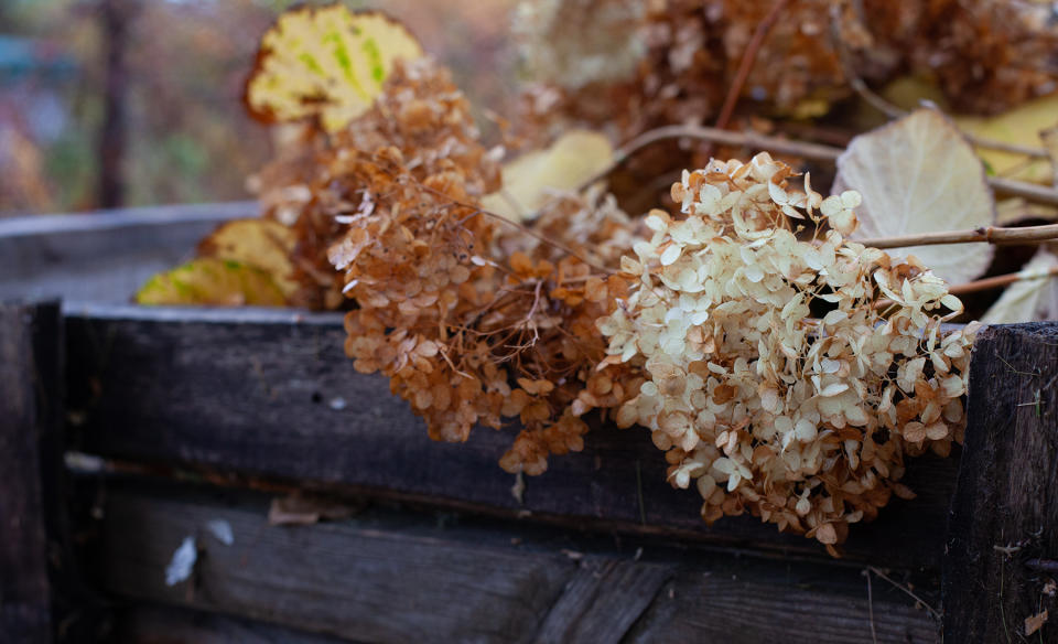 Hydrangeas pruned and on compost heap