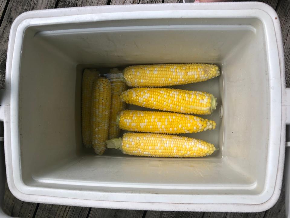 Cooking corn in a cooler is quick and easy.