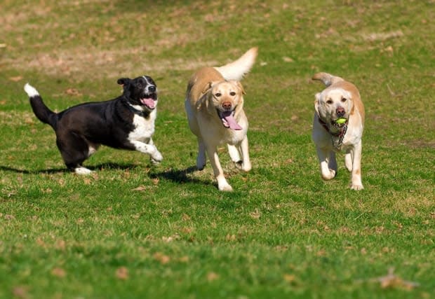 The demand for pet adoption skyrocketed during the pandemic and in the Mt. Pleasant neighbourhood of Vancouver off-leash dog space was already at a premium.  (Shutterstock / Stanimir G.Stoev - image credit)