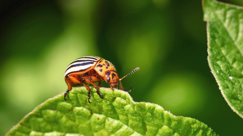 Colorado potato beetle on a plant