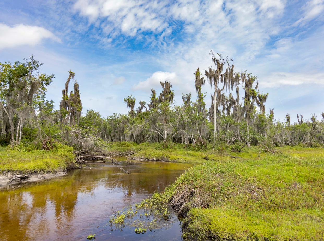 The Conservation Foundation is seeking volunteers to contribute to an ongoing effort to support, restore, and enhance the Myakka wetlands region.