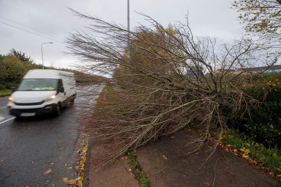 A fallen tree on the Coes Road in Dundalk, Co Louth. Heavy winds and fallen trees have been reported across the country as local authorities begin to assess the damage as Storm Debi sweeps across the island of Ireland. Picture date: Monday November 13, 2023.