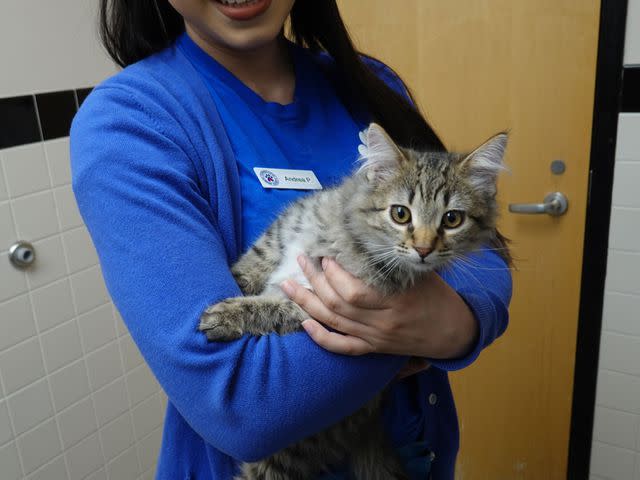 <p>Connecticut Humane Society</p> Lotus the kitten at the Connecticut Humane Society before he was adopted by Sarah Jessica Parker