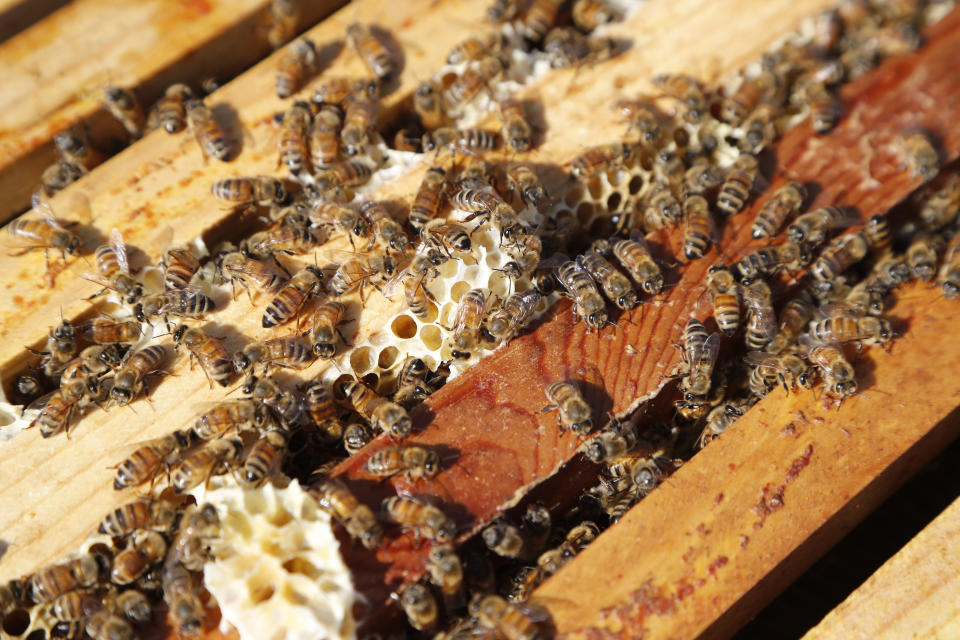 In this July 11, 2019 photo, a swarm of bees is seen at the Henry Ford farm in Superior Township, Mich. A beekeeping program, Heroes to Hives, taught at Michigan State University Extension provides military veterans with a nine-month beekeeping course free of charge. (AP Photo/Carlos Osorio)